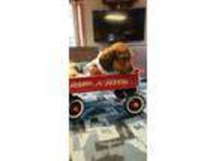 Dachshund Puppy for sale in Hewitt, MN, USA