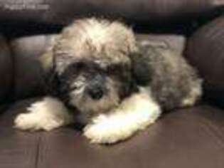 Shih-Poo Puppy for sale in Lawrence, MA, USA