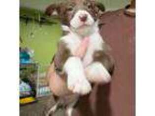 Border Collie Puppy for sale in Lindenhurst, NY, USA