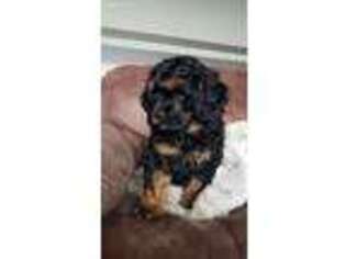 Cavapoo Puppy for sale in Rushville, NY, USA