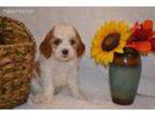Cavapoo Puppy for sale in Turbotville, PA, USA