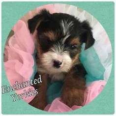 Yorkshire Terrier Puppy for sale in Sumner, WA, USA