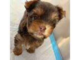 Yorkshire Terrier Puppy for sale in Fairfax, VA, USA