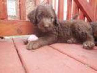 Labradoodle Puppy for sale in Canon, GA, USA