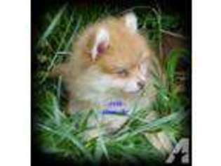 Pomeranian Puppy for sale in MANSFIELD, OH, USA