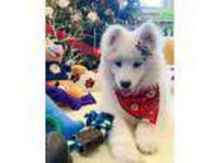 Samoyed Puppy for sale in Garfield, NJ, USA