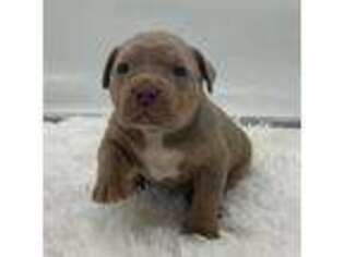 Mutt Puppy for sale in Homestead, FL, USA