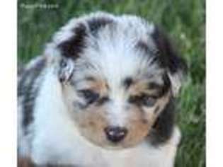Miniature Australian Shepherd Puppy for sale in Canadian, TX, USA