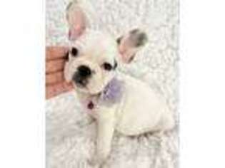 French Bulldog Puppy for sale in Pembroke Pines, FL, USA