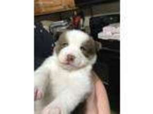 Mutt Puppy for sale in Cygnet, OH, USA