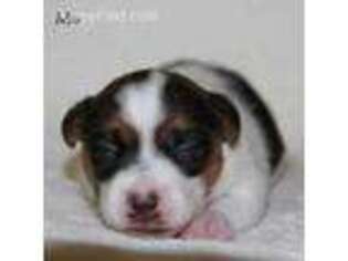 Jack Russell Terrier Puppy for sale in Delta, CO, USA