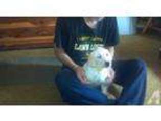 Labrador Retriever Puppy for sale in DENT, MN, USA