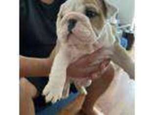Bulldog Puppy for sale in Miami, FL, USA