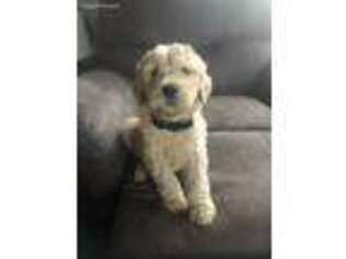 Goldendoodle Puppy for sale in Oxford, PA, USA