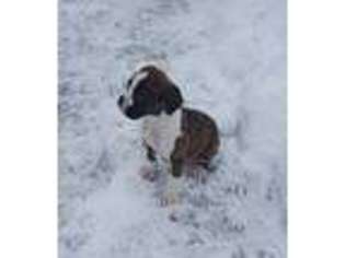 Boxer Puppy for sale in Narrowsburg, NY, USA