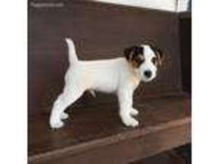 Mutt Puppy for sale in Baring, MO, USA