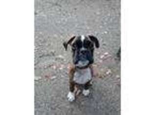 Boxer Puppy for sale in Roanoke, VA, USA