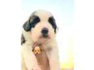 Saint Bernard Puppy for sale in Brush Prairie, WA, USA