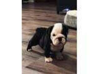 Bulldog Puppy for sale in Carrollton, OH, USA