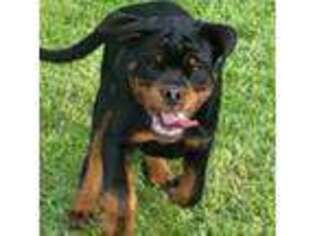 Rottweiler Puppy for sale in Morrison, MO, USA