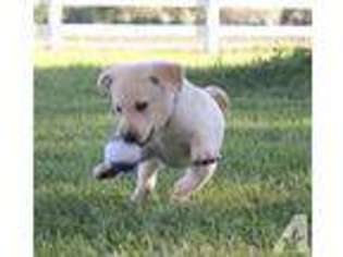 Labrador Retriever Puppy for sale in ELKHORN, NE, USA