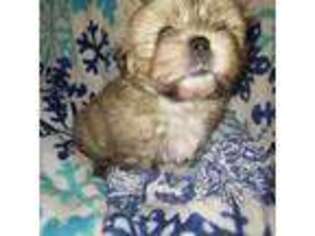 Lhasa Apso Puppy for sale in Huddleston, VA, USA