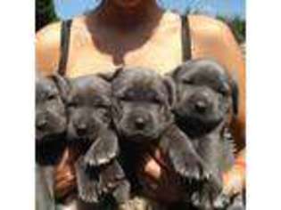 Cane Corso Puppy for sale in SELINSGROVE, PA, USA