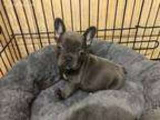 French Bulldog Puppy for sale in New Haven, MI, USA