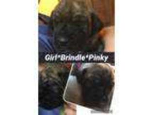 Great Dane Puppy for sale in Hagerstown, IN, USA