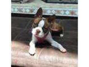 Boston Terrier Puppy for sale in Huttonsville, WV, USA
