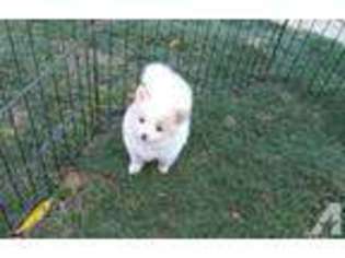 Pomeranian Puppy for sale in BELLFLOWER, CA, USA