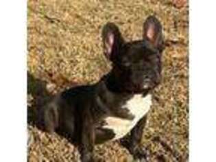 French Bulldog Puppy for sale in Simpsonville, SC, USA