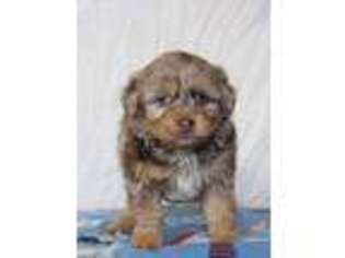 Mutt Puppy for sale in Russellville, KY, USA