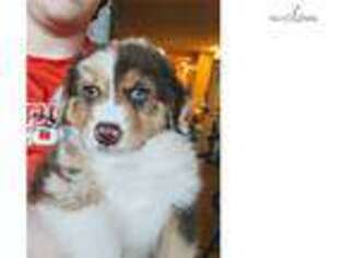 Australian Shepherd Puppy for sale in Denver, CO, USA