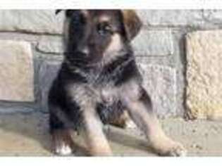 German Shepherd Dog Puppy for sale in Tulsa, OK, USA