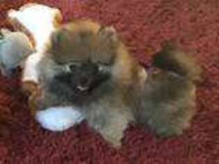 Pomeranian Puppy for sale in Morristown, TN, USA