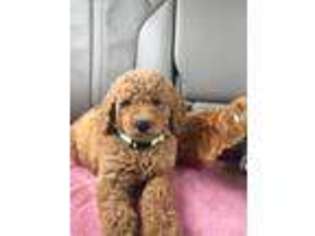Mutt Puppy for sale in Green Sea, SC, USA