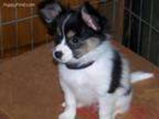 Papillon Puppy for sale in Shipman, IL, USA