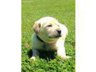 Labrador Retriever Puppy for sale in Lufkin, TX, USA