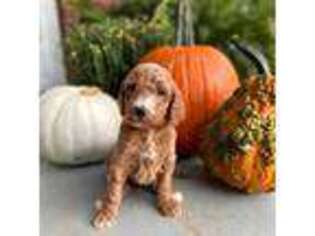Goldendoodle Puppy for sale in Taylorsville, NC, USA