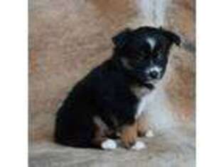 Miniature Australian Shepherd Puppy for sale in La Crosse, WI, USA