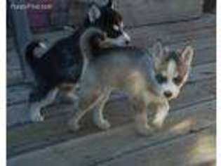 Siberian Husky Puppy for sale in Cripple Creek, CO, USA