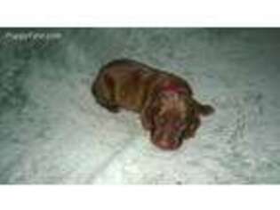 Vizsla Puppy for sale in Kingsland, TX, USA
