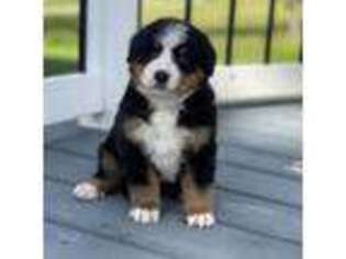 Bernese Mountain Dog Puppy for sale in Wewoka, OK, USA