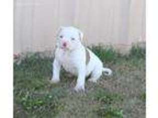 American Bulldog Puppy for sale in Amarillo, TX, USA