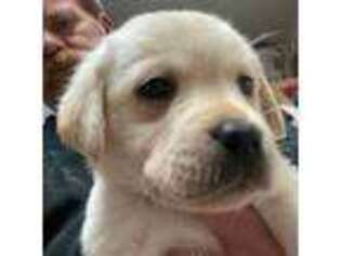Labrador Retriever Puppy for sale in Fairfield, NJ, USA