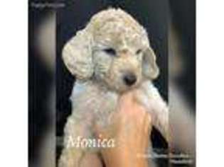 Goldendoodle Puppy for sale in Kennedy, MN, USA