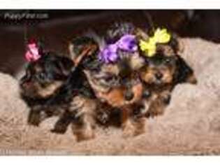 Yorkshire Terrier Puppy for sale in Crosby, TX, USA