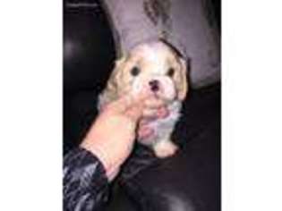 Cavachon Puppy for sale in Lone Jack, MO, USA