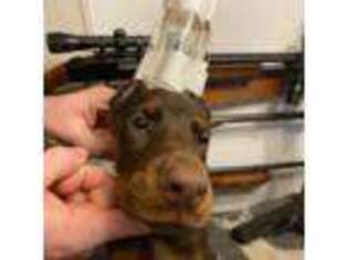 Doberman Pinscher Puppy for sale in Samson, AL, USA